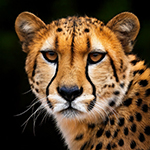 Jeux en ligne de mémoire gratuits pour personnes âgées et pour adultes: Les animaux d'Afrique