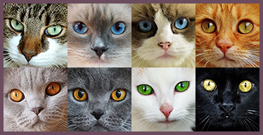 Jeux de Mémoire en ligne pour Adultes: Chats