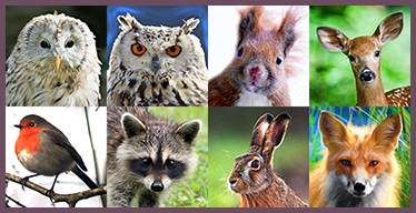 Jeux de Mémoire pour les Adultes: Animaux de la forêt