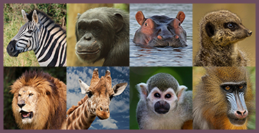Jeu de Mémoire en ligne pour Adultes: Animaux sauvages