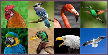 Jeu de Mémoire gratuit pour Personnes âgées: Oiseaux