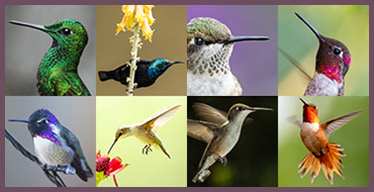 Jeux de mémoire en ligne pour adultes : Colibris