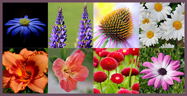 Jeux de société de mémoire en ligne: Les fleurs