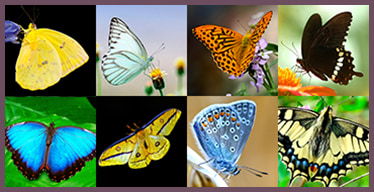 Jeux de société de mémoire en ligne: Les papillons