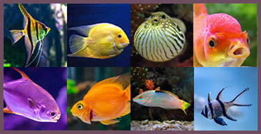 Jeux de Mémoire en ligne pour les Adultes: Les poissons