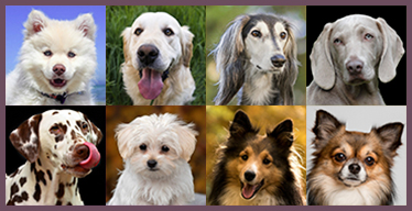 Jeu de Mémoire gratuit pour Personnes âgées: Chiens