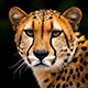 Jeux en ligne de mémoire gratuits pour personnes âgées et pour adultes: Les animaux d'Afrique