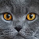 Jeu de société de mémoire en ligne pour les seniors, personnes âgées et les adultes: Chats